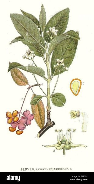 Бересклет бородавчатый листья