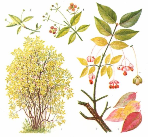 Бересклет и дерен