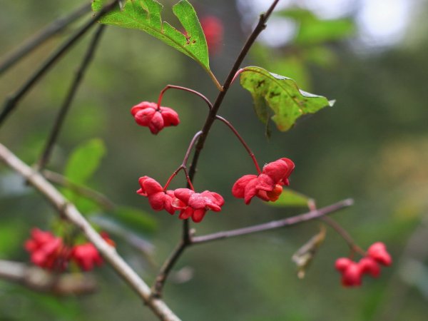 Бересклет бородавчатый листья