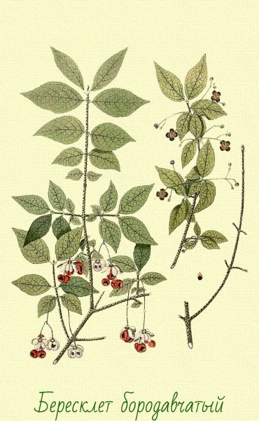 Несъедобные плоды атлас определитель