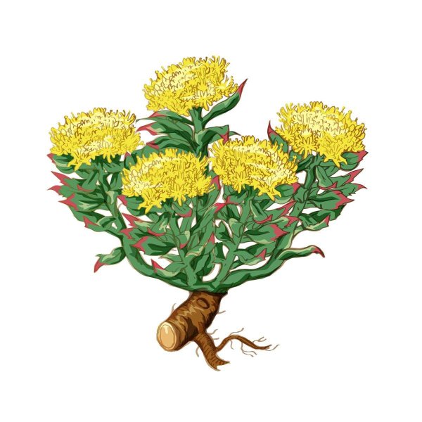 Родиола иремельская ботаника