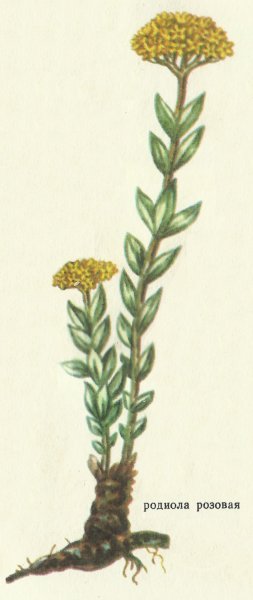 Корневища родиолы розовой