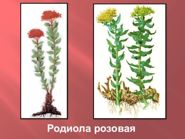 Родиола розовая ареал