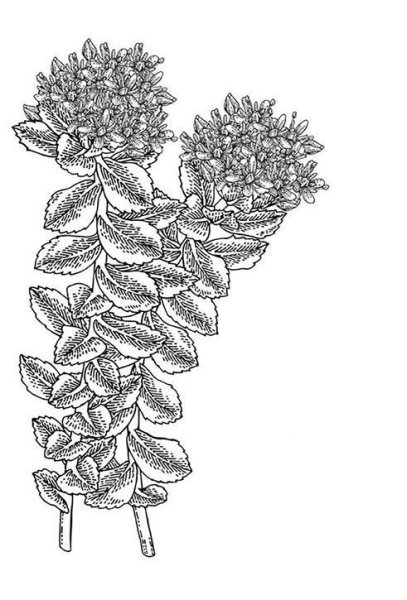 Родиола розовая раскраска