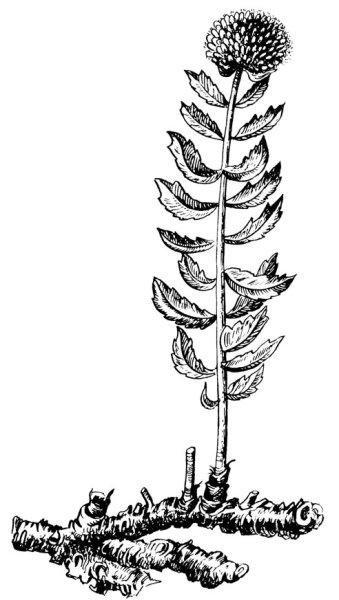 Родиола розовая Фармакогнозия