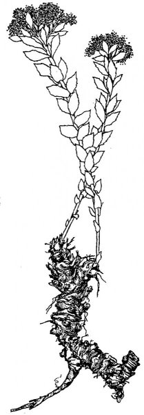 Родиола розовая корневища и корни