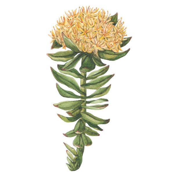 Rhodiola rosea Ботаническая иллюстрация