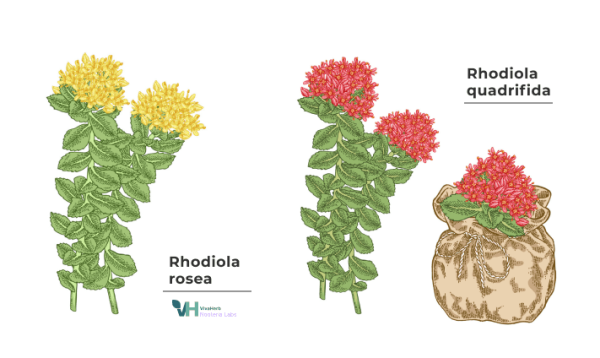 Родиола розовая золотой корень рисунок