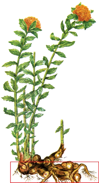 Родиола розовая золотой корень рисунок
