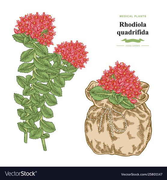 Родиола розовая раскраска