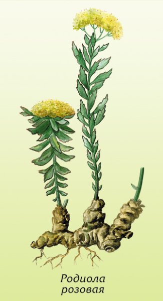Родиола розовая Фармакогнозия