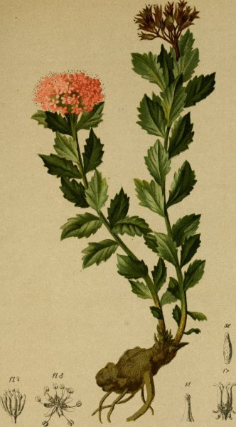 Родиола розовая Ботанический рисунок