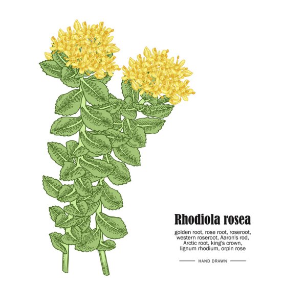 Родиола розовая Ботаническая иллюстрация