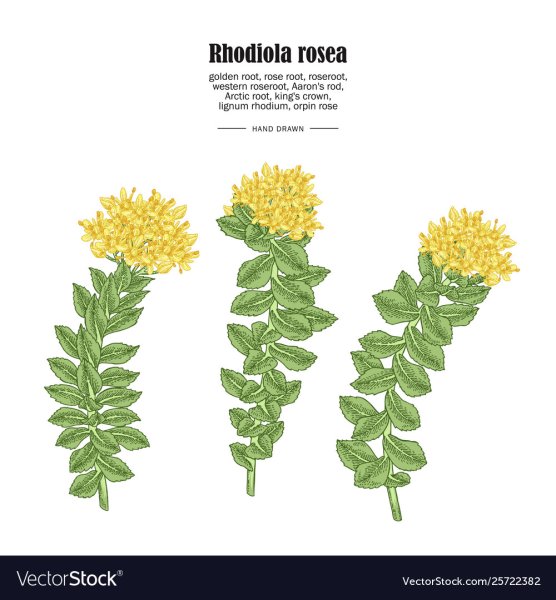 Родиола розовая золотой корень