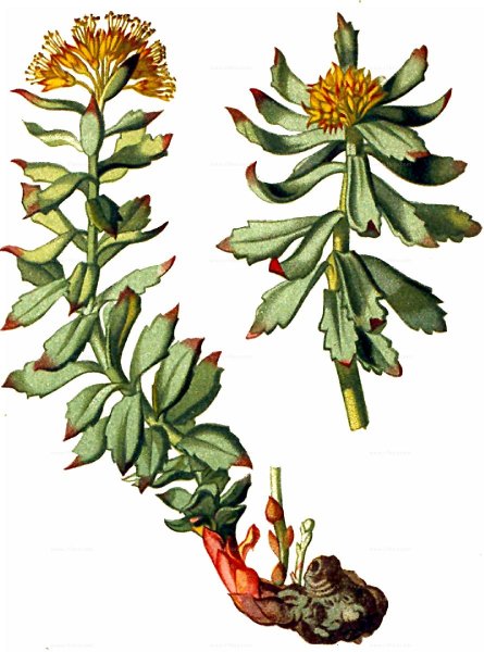 Родиола розовая акварель