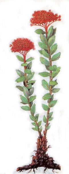 Родиола розовая ботаника