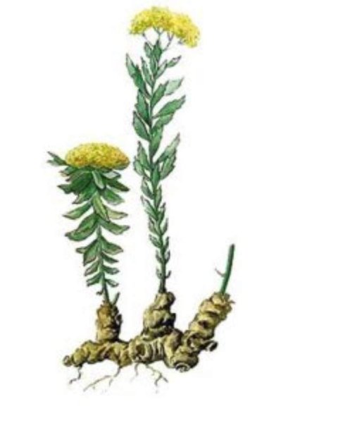 Родиола розовая корневища и корни рисунок