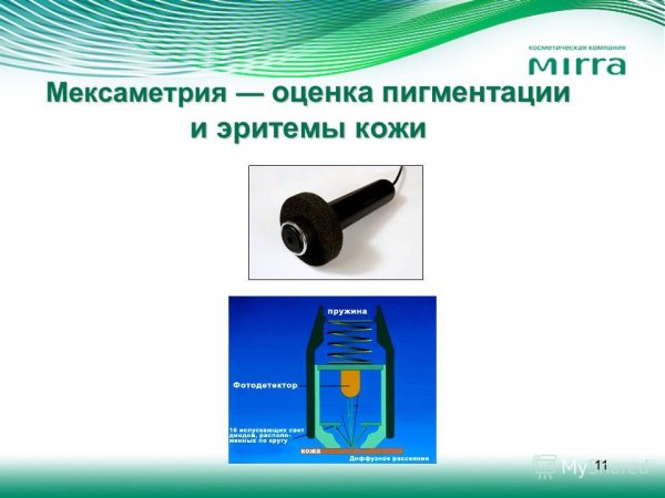 Соматотопическая организация соматосенсорной коры