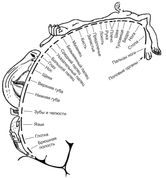PH метр для кожи