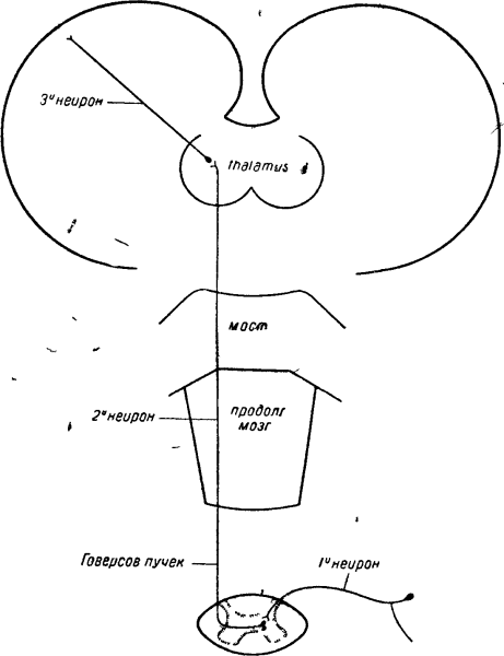 PH метр состоит из