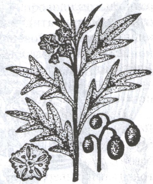 Паслен черный корень