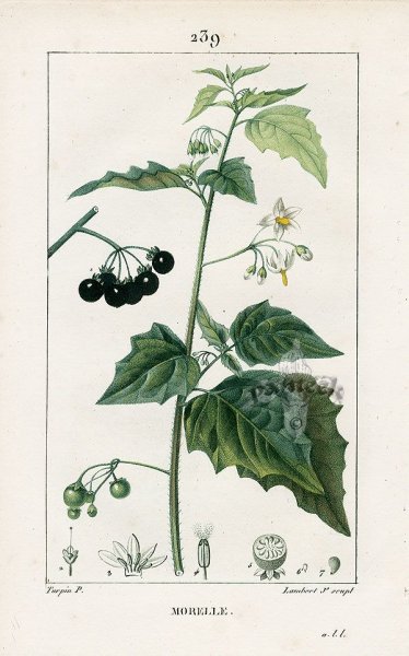 Смертельный паслен