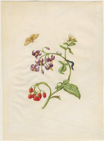 Паслен Каролинский карантинный сорняк