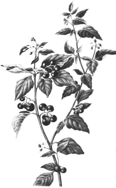 Паслён чёрный