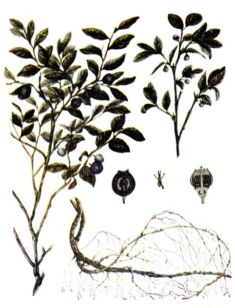 Паслён дольчатый