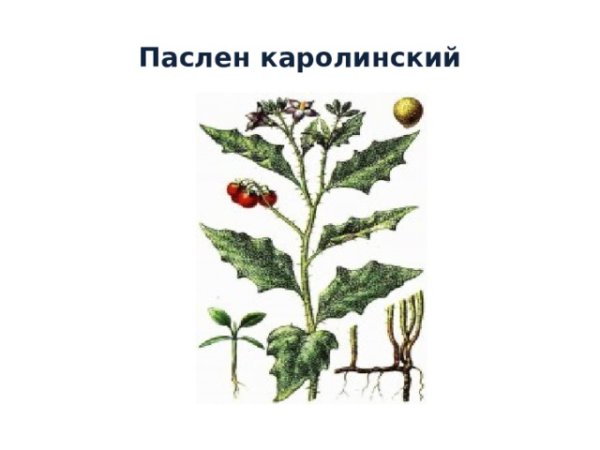 Белладонна растение