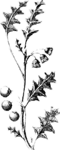 Семейство Пасленовые диаграмма цветка