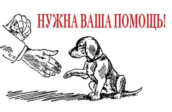 Плакаты в защиту бездомных животных