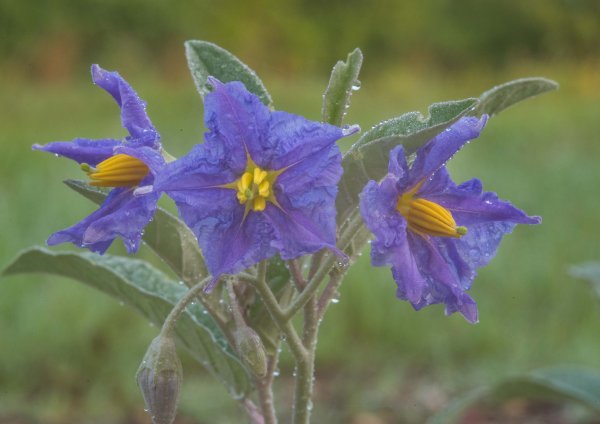 Паслен сладкий черный