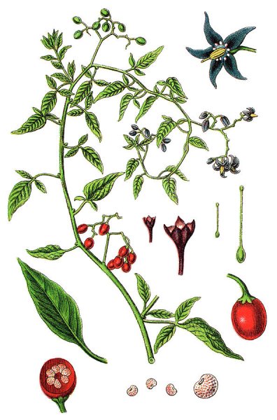 Ядовитые ягоды раскраска