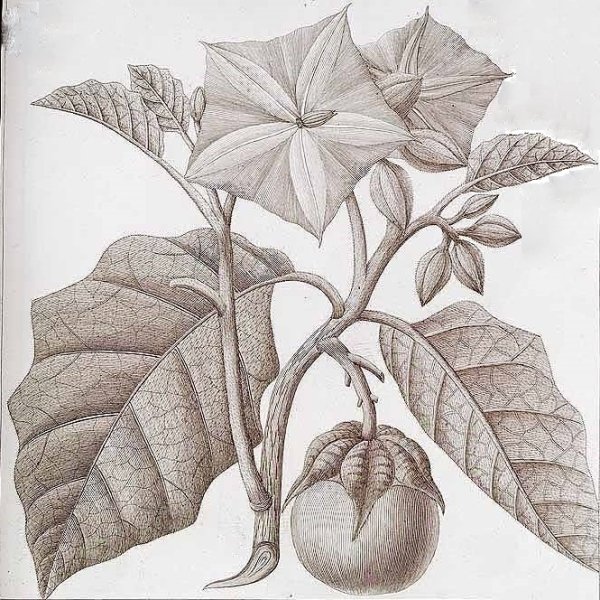 Паслен красавка растение