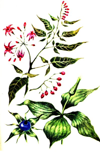 Пасленовые гербарий