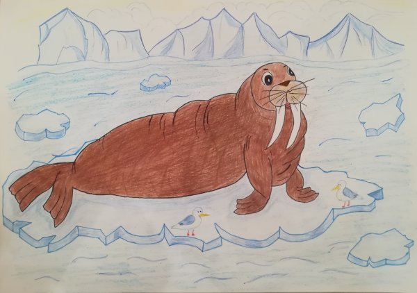 Морж для детей