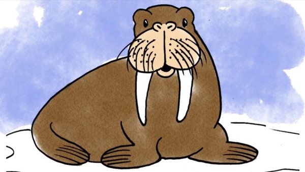 Милые моржи