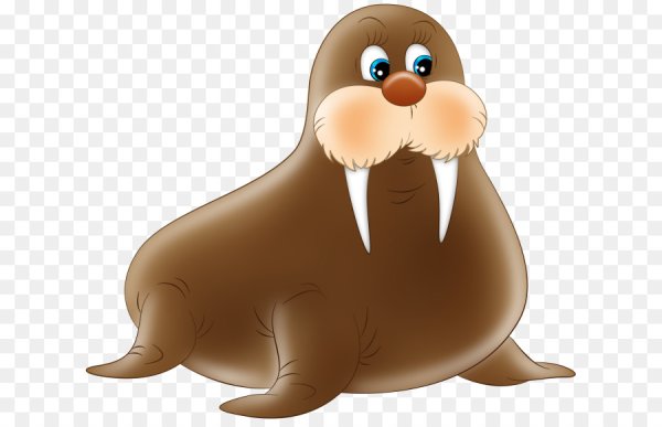 Милые моржи