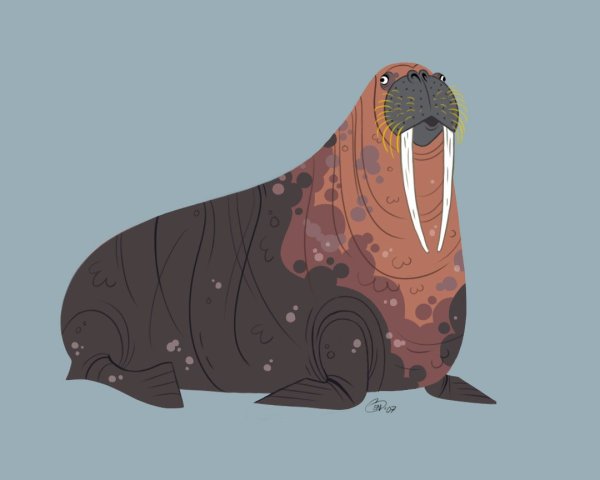 Морж карандашом