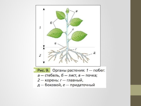 Строение растений биология