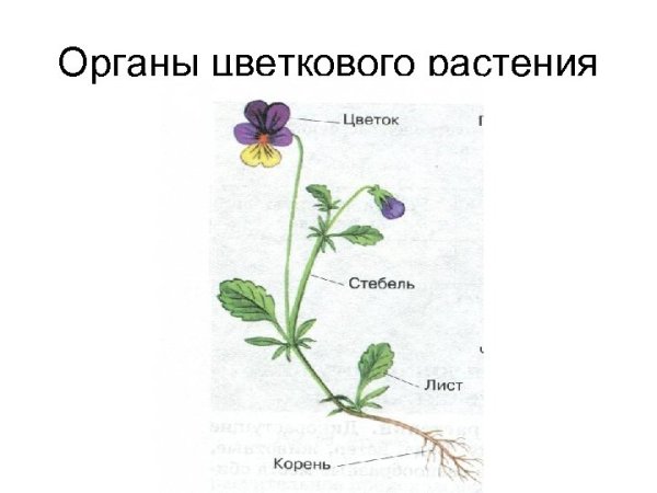 Органы цветковых растений стебель