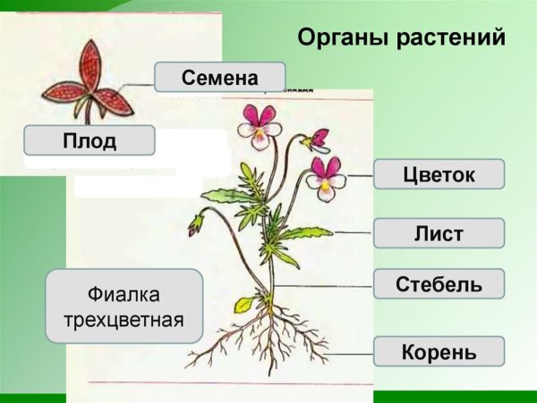 Схема строения цветкового растения