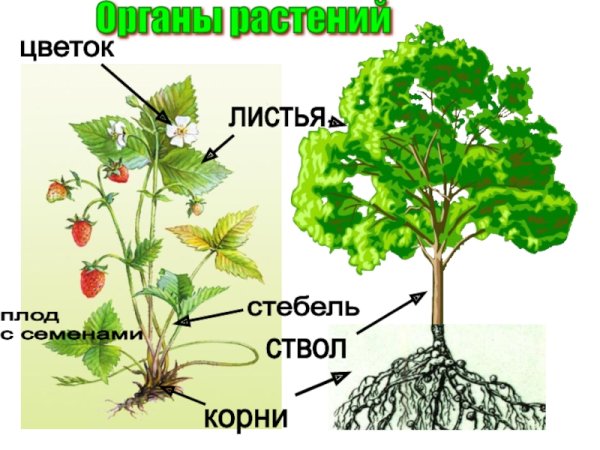 Органы растений фиалка трехцветная