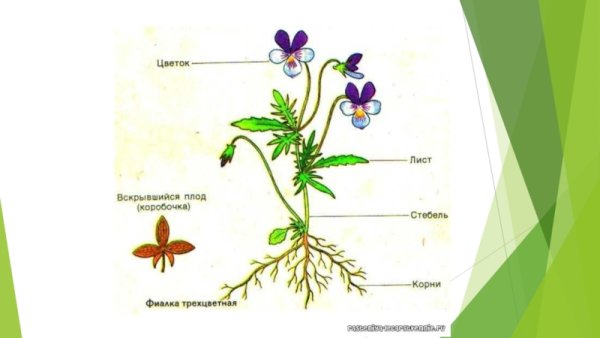 Строение цветкового растения
