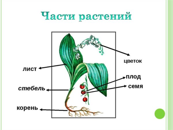 Строение комнатного растения герань