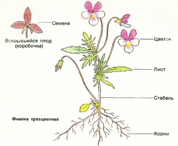 Строение растения: корень, стебель, листья, цветок