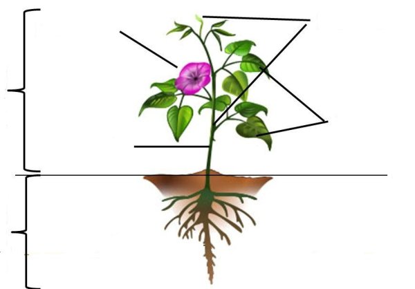 Строение органов цветкового растения