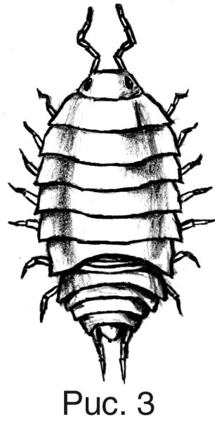 Мокрица строение тела