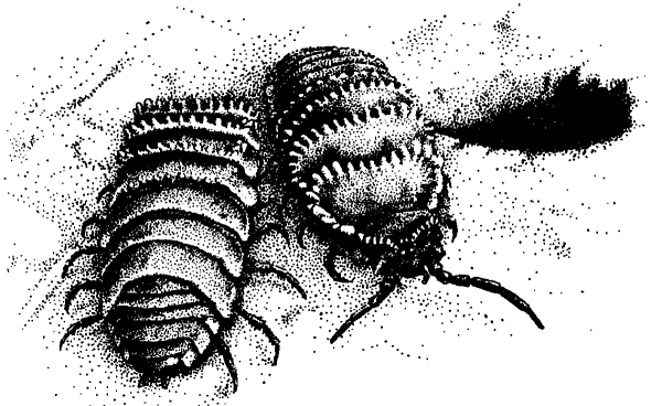 Мокрица ракообразное